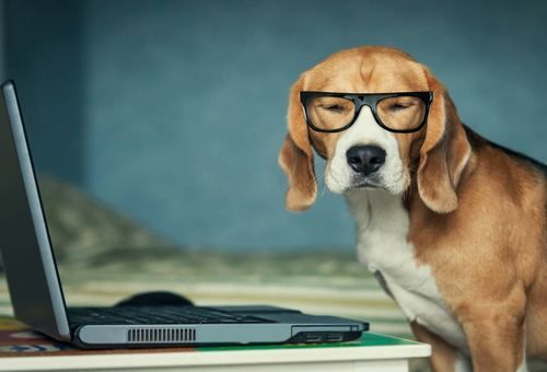 Are Pets in the Office Good for Productivity?